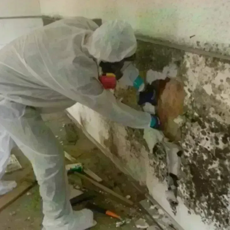 Mold Remediation and Removal in Cutler Ridge, FL